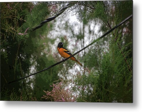 Oriole Metal Print featuring the photograph Oriole by Susan McMenamin