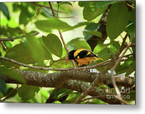 The Black-hooded Oriole Metal Print featuring the photograph Oriolus xanthornus by Venura Herath