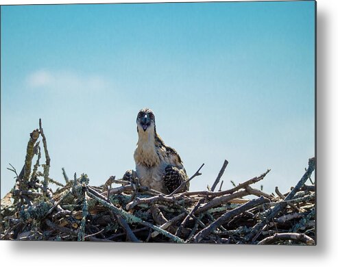20160625 Metal Print featuring the photograph Osprey Chick Smiles for the Camera by Jeff at JSJ Photography