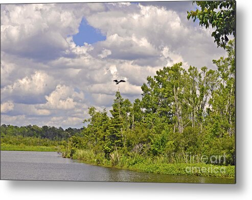  Metal Print featuring the photograph Osprey From Flight by Donnie Smith