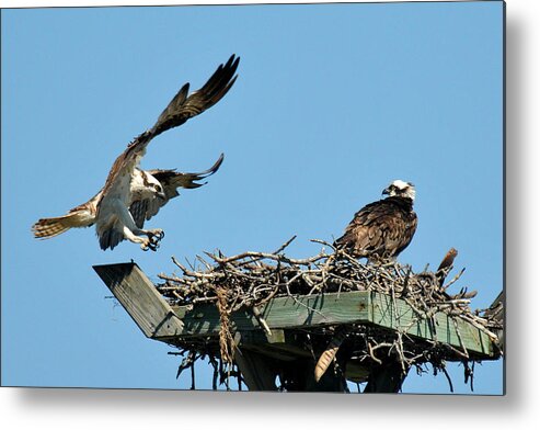 Osprey Metal Print featuring the photograph Osprey Landing In Nest by Alan Lenk