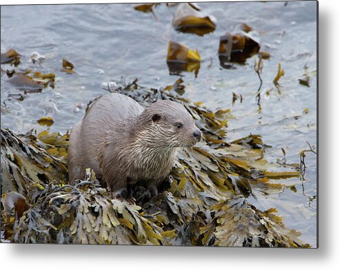 Otter Metal Print featuring the photograph Otter On Seaweed by Pete Walkden