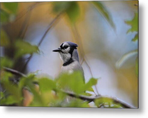 Bluejay In Tree Metal Print featuring the photograph Out on a limb by David Barker