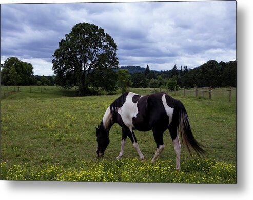 Horses Metal Print featuring the photograph Out to Pasture by Steven Clark