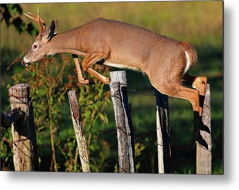 Buck Jumps Fence Metal Print featuring the photograph Over I Go In Cades Cove by Carol Montoya