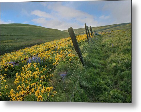 Ranch Metal Print featuring the photograph Over The Horizon by Kami McKeon