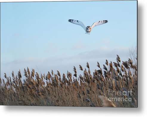 Owls Metal Print featuring the photograph Overhead Hunt by Heather King