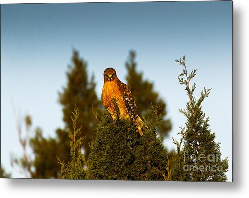 Wildlife Metal Print featuring the photograph Overseeing the hood by Les Greenwood