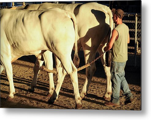 Man Metal Print featuring the photograph Oxen and Man and Shadow by Mary Lee Dereske
