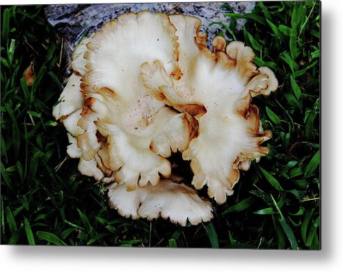  Oyster Mushroom Metal Print featuring the photograph Oyster Mushroom by Allen Nice-Webb