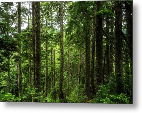 Scenic Metal Print featuring the photograph Pacific Northwest Forest by Pelo Blanco Photo