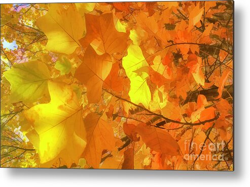 Maple Metal Print featuring the digital art Painted Autumn Leaves by Jean OKeeffe Macro Abundance Art