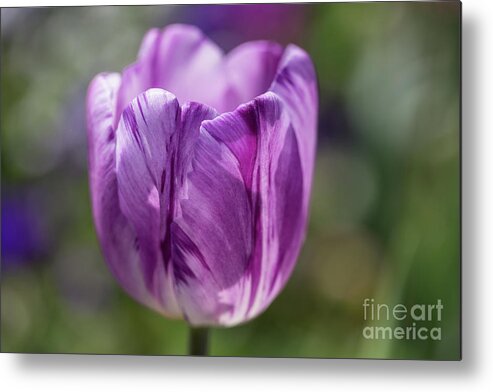 Tulip Metal Print featuring the photograph Painted by Nature by Eva Lechner