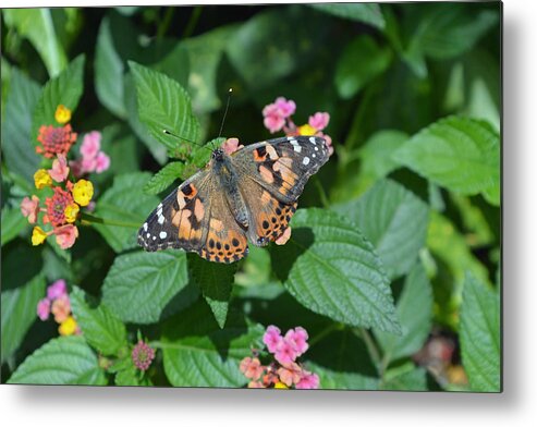 Butterfly Metal Print featuring the photograph Painted Lady Butterfly by Aimee L Maher ALM GALLERY