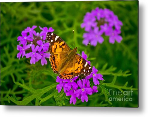 Michael Tidwell Photography Metal Print featuring the photograph Painted Lady on Purple Verbena by Michael Tidwell