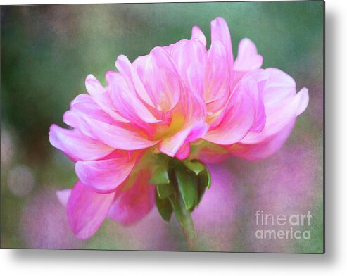 Dahlia Metal Print featuring the photograph Painted Pink Dahlia by Anita Pollak