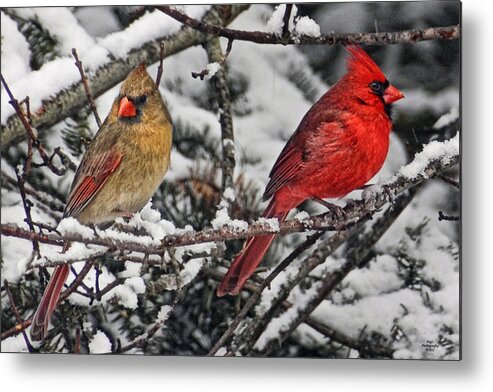 Cardinals Metal Print featuring the photograph Pair of Cardinals in Winter by Peg Runyan