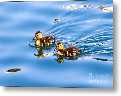 Birds Metal Print featuring the photograph Duckling Duo by Kate Brown