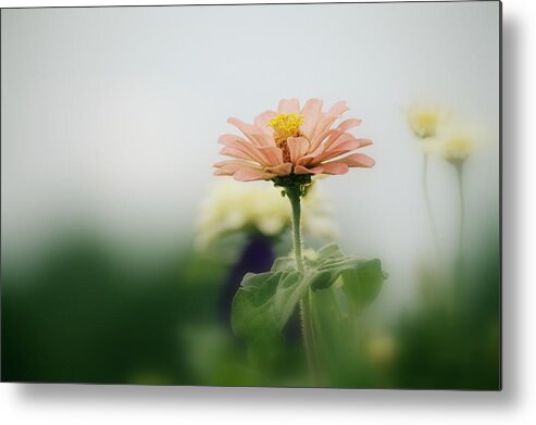 Art Metal Print featuring the photograph Pale Pink Zinnia I by Joan Han