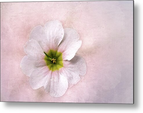 This Flower Was One Of Many At O'connor Woods Metal Print featuring the digital art Pale Primrose by Terry Davis