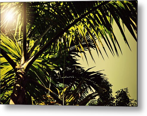 Palm Tree In Sunny Ocho Rios Jamaica Metal Print featuring the photograph Palm Tree in Sunny Ocho Rios Jamaica by Patricia Awapara