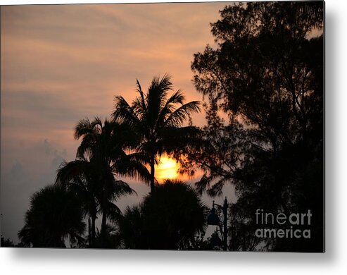 Brown Metal Print featuring the photograph Palm Tree Silhouette by Bob Sample