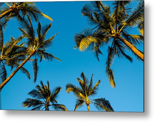 Hawaii Metal Print featuring the photograph Palms and Sky by Alan Hart