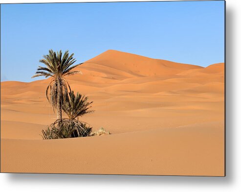 Palms Metal Print featuring the photograph Palms in Desert by Aivar Mikko