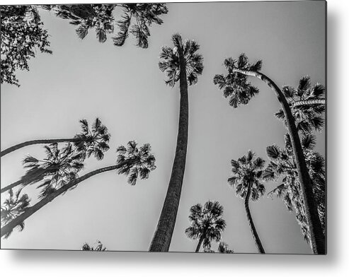 Palm Trees Metal Print featuring the photograph Palms Up II by Ryan Weddle