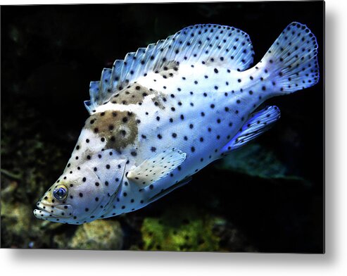 Fish Metal Print featuring the photograph Panther Grouper by Scott Cordell