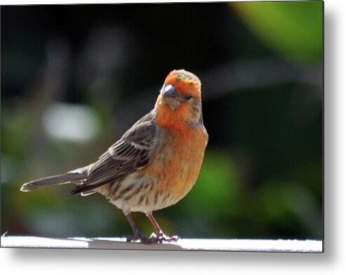 Hawaii Metal Print featuring the photograph Papaya Bird by Dan McManus