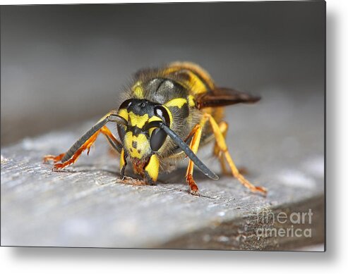 Queen German Wasp Metal Print featuring the photograph Paper Maker by Warren Photographic