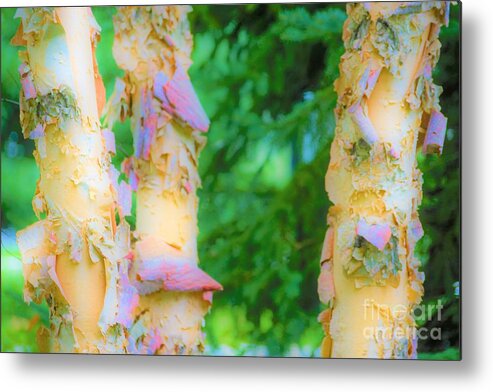 Trees Metal Print featuring the photograph Paper thin Bark by Merle Grenz