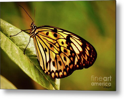 Butterfly Metal Print featuring the photograph Papillon by Rebecca Langen