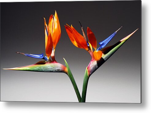 Bird Of Paradise Metal Print featuring the photograph Paradise. by Terence Davis