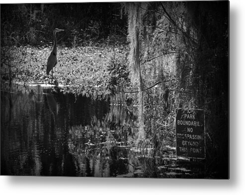 Bird Metal Print featuring the photograph Park Boundaries by Laurie Perry