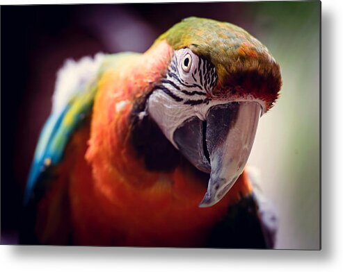 Parrot Metal Print featuring the photograph Parrot Selfie by Cross Version