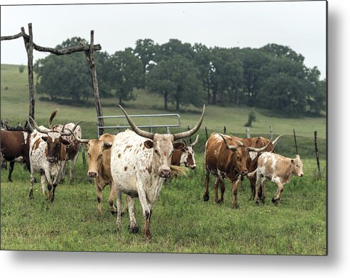 Texas Metal Print featuring the photograph Part of the 200-head longhorn herd at the Lonesome Pine Ranch by Carol M Highsmith