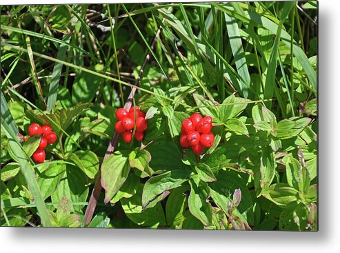 Newfoundland Metal Print featuring the photograph Partridgeberries by Colleen English
