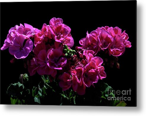 Begonia Metal Print featuring the photograph Party by Doug Norkum