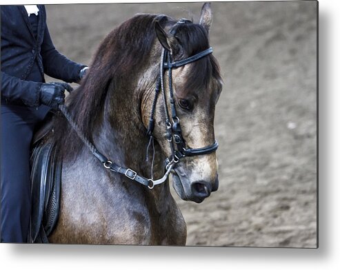 Paso Metal Print featuring the photograph Paso Fino Show Horse by Ben Graham
