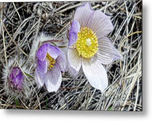 Flowers Metal Print featuring the digital art Pasque Flower by Rebecca Langen