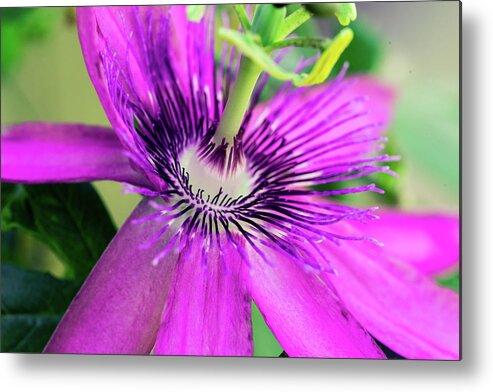 Nature Metal Print featuring the photograph Passion Flower by Judy Wright Lott