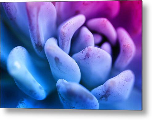 Orchid Metal Print featuring the photograph Pastel Agave by Lawrence Knutsson