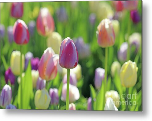 Tulips Metal Print featuring the photograph Pastel Beauty 0478 by Jack Schultz