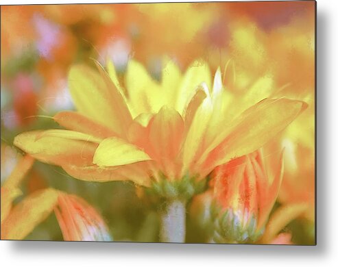 Photography Metal Print featuring the digital art Pastel Daisy Impression by Terry Davis