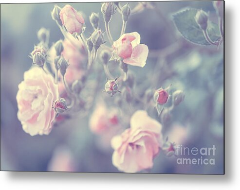 Baby Pink Metal Print featuring the photograph Pastel rose background by Anna Om