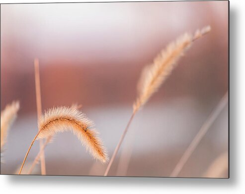 Weeds Metal Print featuring the photograph Pastel Sunset by Holly Ross