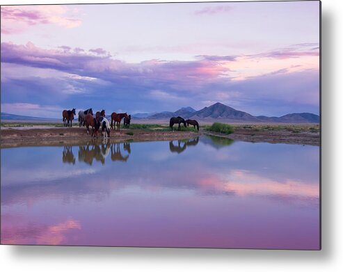 Wild Horse Metal Print featuring the photograph Pastel Sunset by Kent Keller