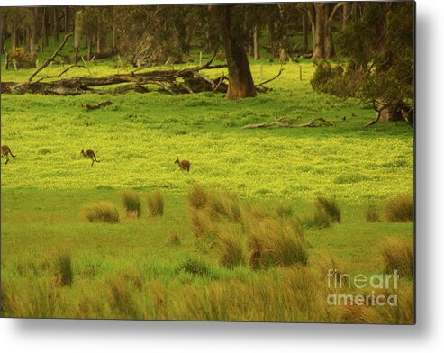 Kangaroo Metal Print featuring the photograph Pasture in Boranup by Cassandra Buckley